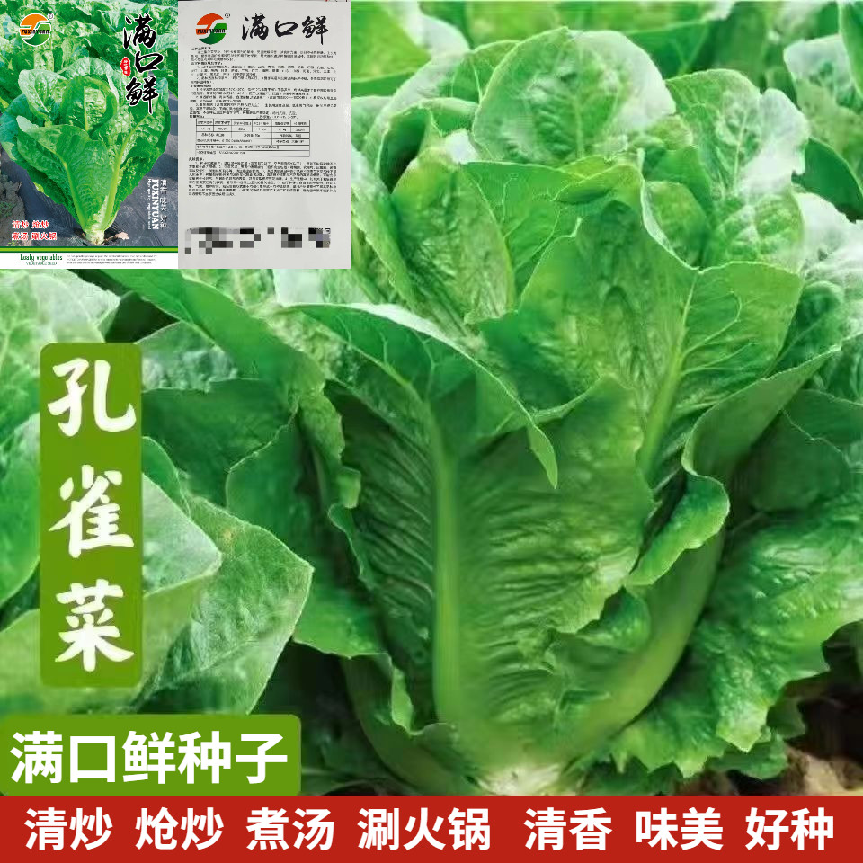 孔雀菜种子生菜种籽四季种植清香味美易种植阳台盆栽沙拉蔬菜种子,农用物资,蔬菜种子/种苗,淘宝优惠券,粉丝福利购,淘宝优惠卷