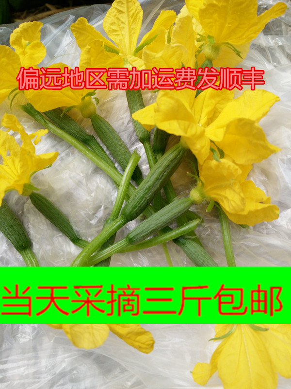 新鲜小黄瓜花特菜青瓜