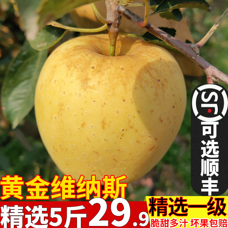 正宗山东威海荣成维纳斯黄金苹果有果锈丑苹果日本青森冬恋新鲜