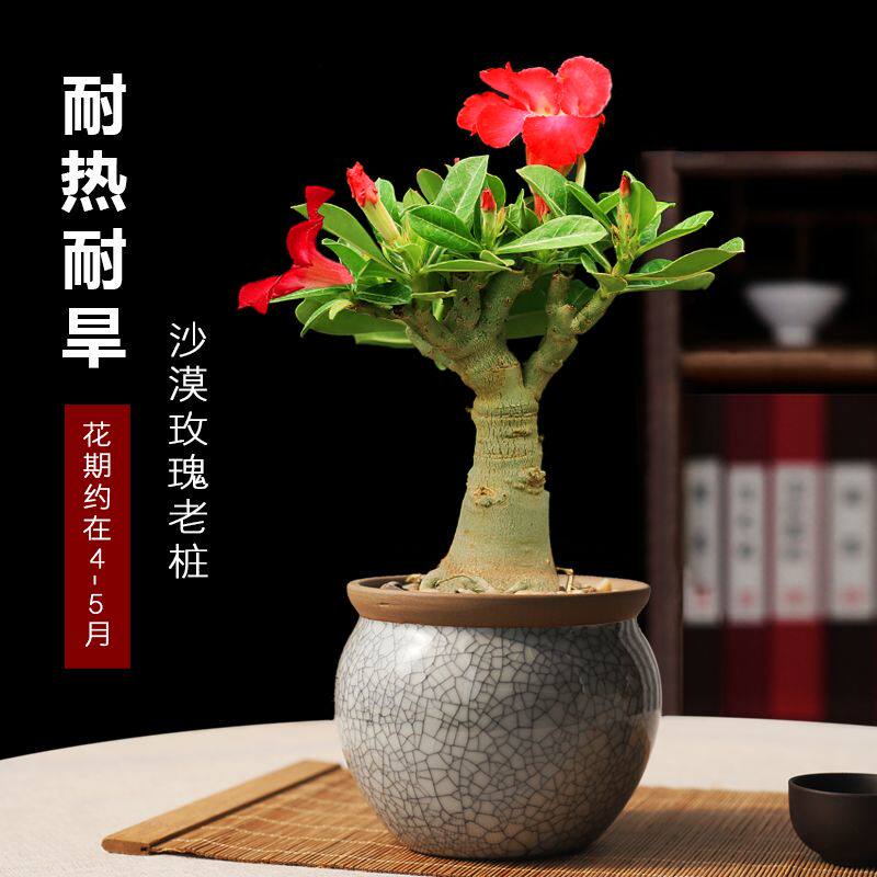 沙漠玫瑰盆栽花卉办公室客厅