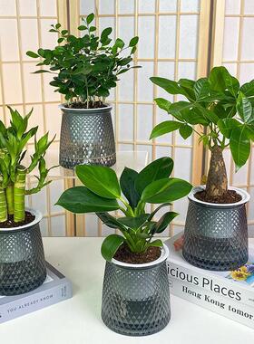 吸毒王九里香发财树富贵竹金钻灰色繁星盆室内绿植植物办公室盆栽