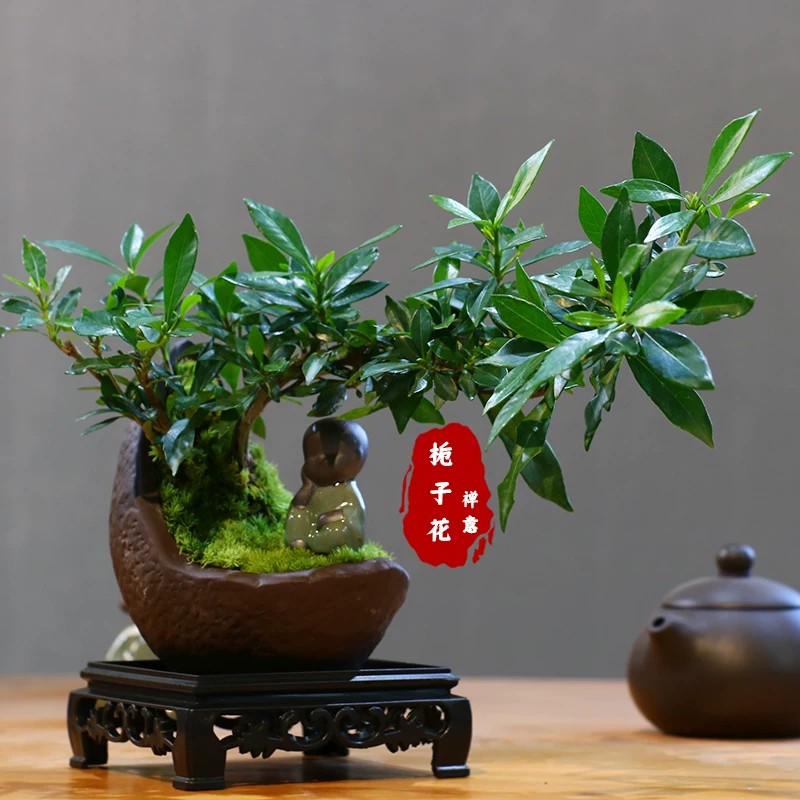 行川悬崖飘枝栀子花桌面盆景