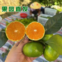 新鲜寻乌蜜桔正宗赣南柑橘青皮桔子当季孕妇水果金桔整箱包邮