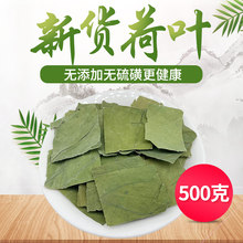 精选中药材新鲜无硫 方片 荷叶茶荷叶干荷叶片完整无碎 500克包邮