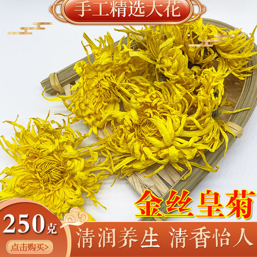 金丝皇菊黄菊一朵一杯大菊花