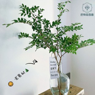 美男树水养鲜切j植物枝条水培客厅真树枝绿植盆栽吊钟马醉木顺丰