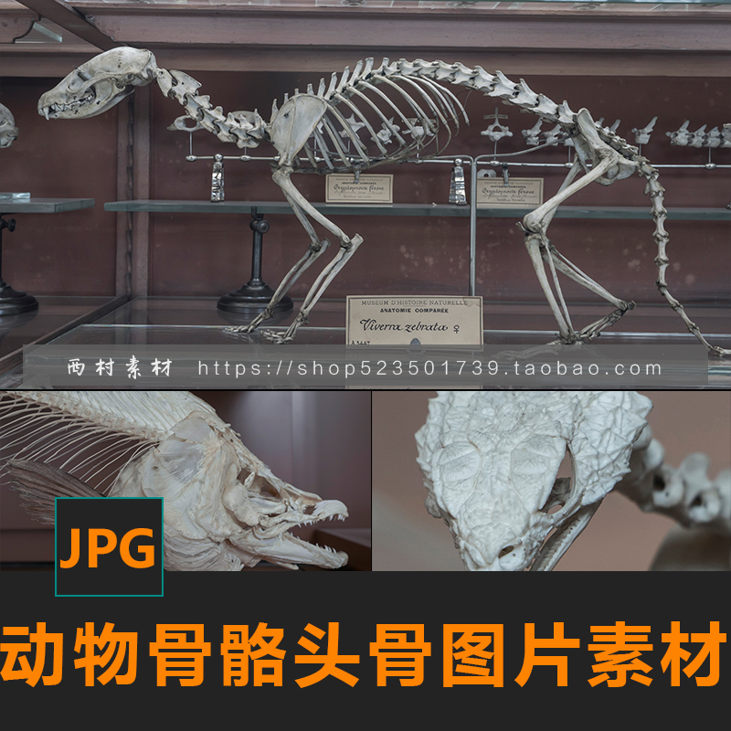两栖爬行哺乳动物鱼鸟骨骼头骨CG绘画参考PS素材matte painting