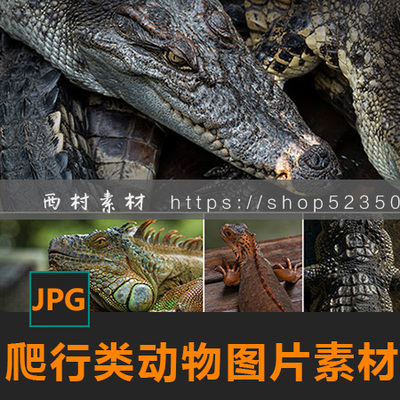 爬行类动物鳄鱼蜥蜴变色龙纹理CG绘画参考PS素材matte painting