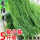 极少盐 海草龙须菜5斤新鲜商用凉拌海藻菜海菜海石花菜凉拌菜