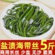 盐渍海带丝5斤商用新鲜厚长海带丝凉拌菜非干货霞浦福建海带