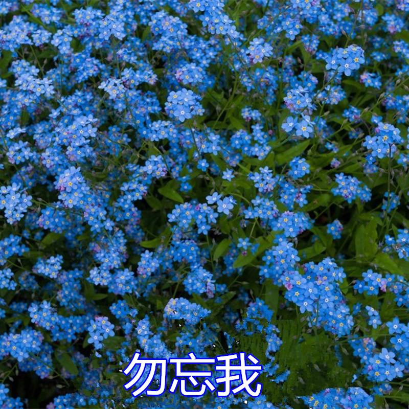 勿忘我种子价格 勿忘我种子图片 星期三