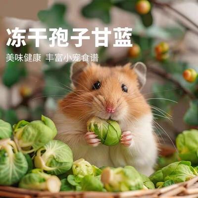 仓鼠孢子甘蓝粮伴侣丰富小宠食谱
