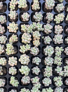 【基地批发 洛可可】50颗35包邮 状态会越来越好 2-3cm掉叶不包损