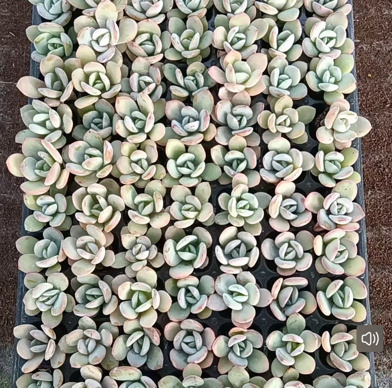 韩版奶茶种苗20颗一组包邮 多品种自选基地批发多肉雪莲广寒宫