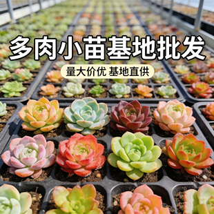 多肉植物阳台庭院花卉绿植盆栽 小量批发自选 上百款 多肉小苗