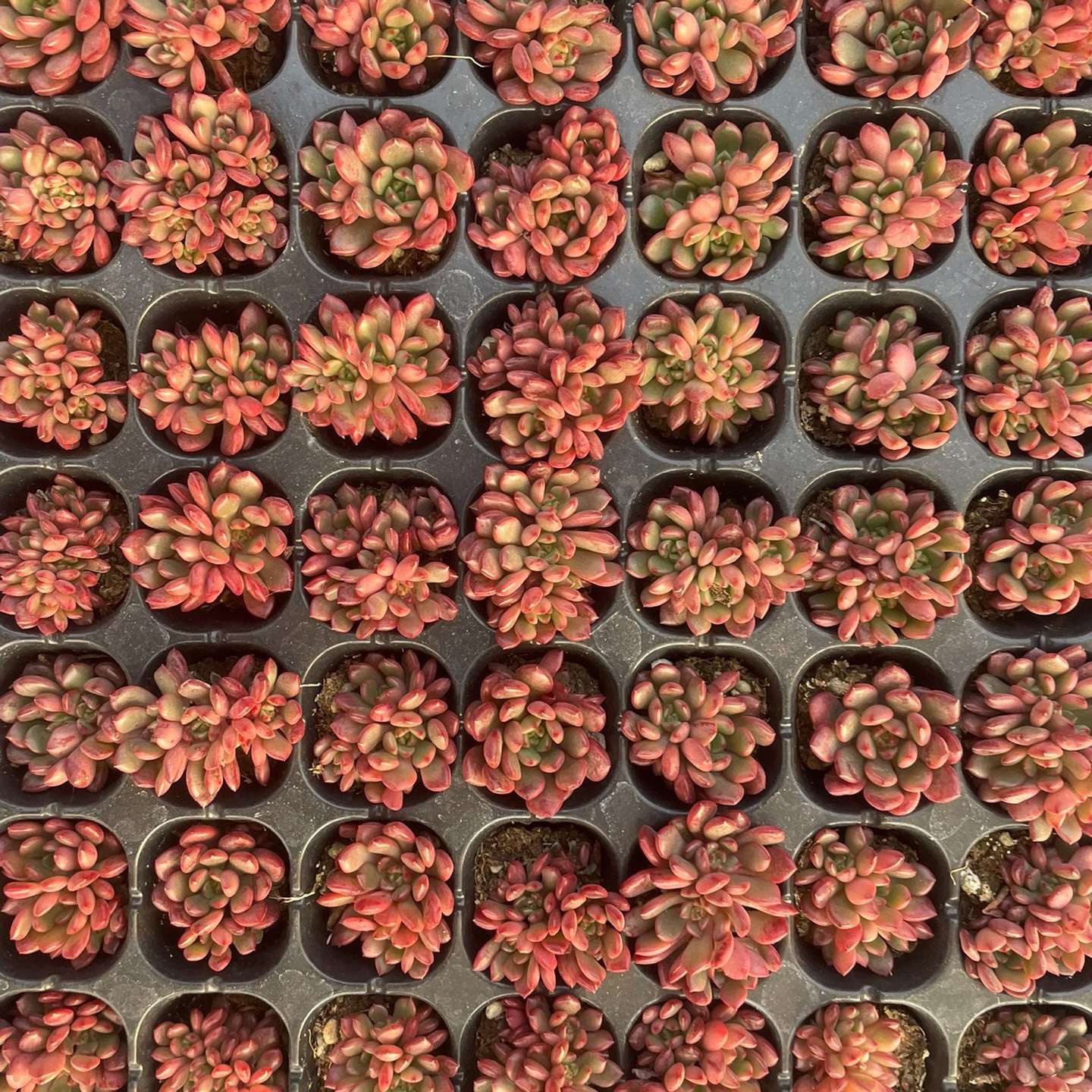 特价速冲！39.9包邮到手105颗多肉红宝石，紧莲状2-3cm，上色快,鲜花速递/花卉仿真/绿植园艺,多肉植物,淘宝优惠券,粉丝福利购,淘宝优惠卷