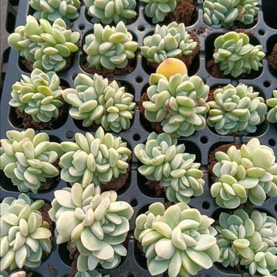 多肉植物，4头冰玉群穴盘苗，一颗4.5元，10颗起包邮，带土球发货