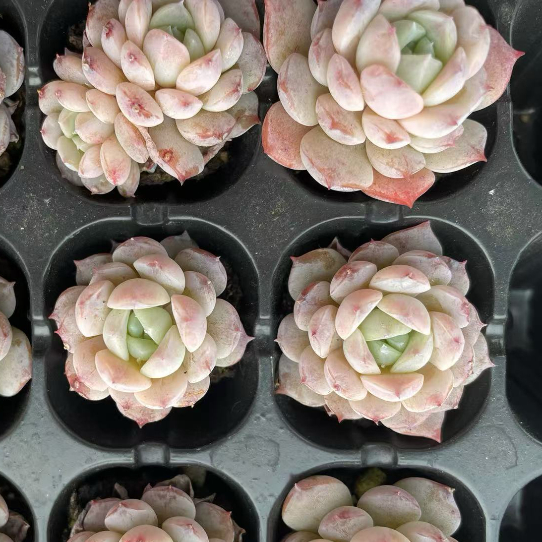 韩版恩宠多肉 105 颗，超值 58 包邮！萌肉大集结，点亮生活角落