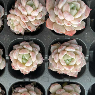 韩版恩宠多肉 105 颗，超值 58 包邮！萌肉大集结，点亮生活角落