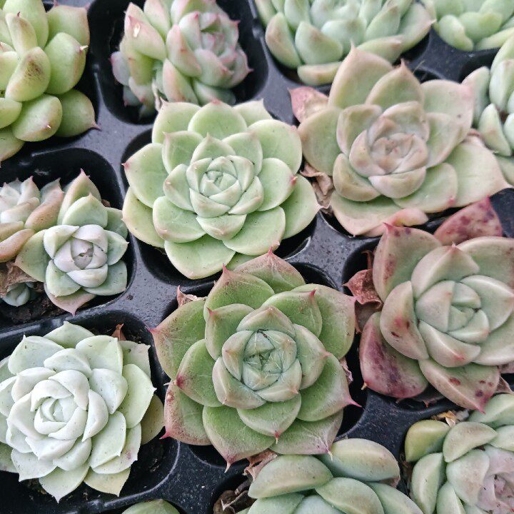 超低价多肉贵货麦秆穴盘苗,一盘105颗包邮,带穴盘发货,整箱发