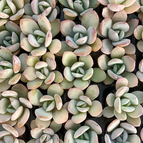 奶茶种苗20颗一组 质量如图 2cm起 多肉植物阳台庭院花卉绿植盆栽