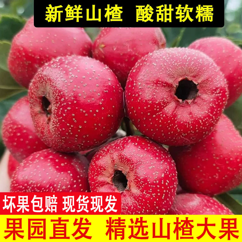 山楂果新鲜5斤鲜果大山楂山里红大金星水果冰糖葫芦山楂水果 包邮
