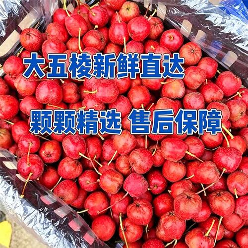 产地直发新鲜山楂坏果包赔