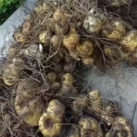 云南野生黄精新鲜生黄精中药材鲜黄精正品老虎姜现挖现发包邮批发