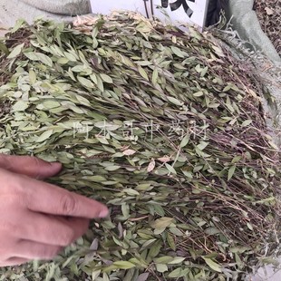 瓜子金 野生中药材500克包邮 金不换 瓜子草 惊风草 辰砂草勒马回