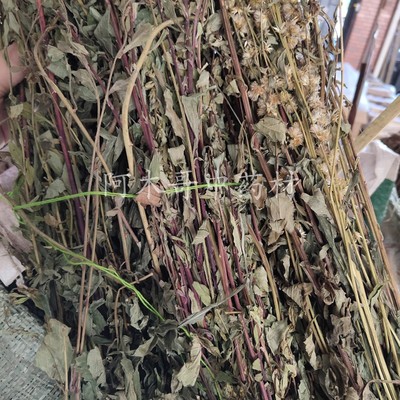 野生整株一枝黄花包邮