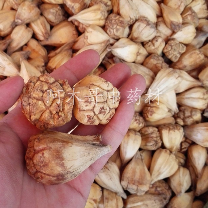 滴血莲花 滴血莲花原籽 滴血莲
