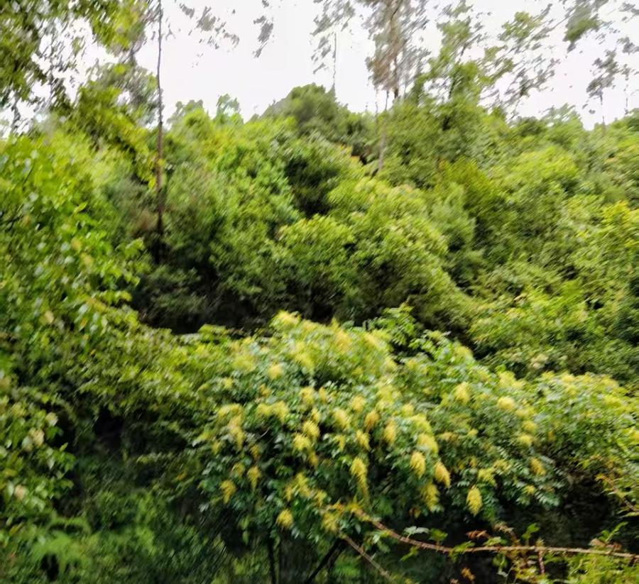 变卖腾冲市猴桥镇胆扎村旧街组药场坡山林