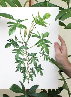 MILE ART龟背竹花烛画艺术小众海报北欧热带植物清新装饰画画芯