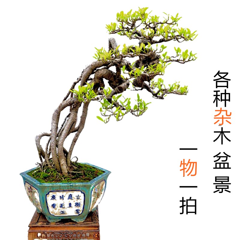 室内盆景阳台庭院南北方好养各种杂木类盆栽花卉真弓卫矛火棘黄杨
