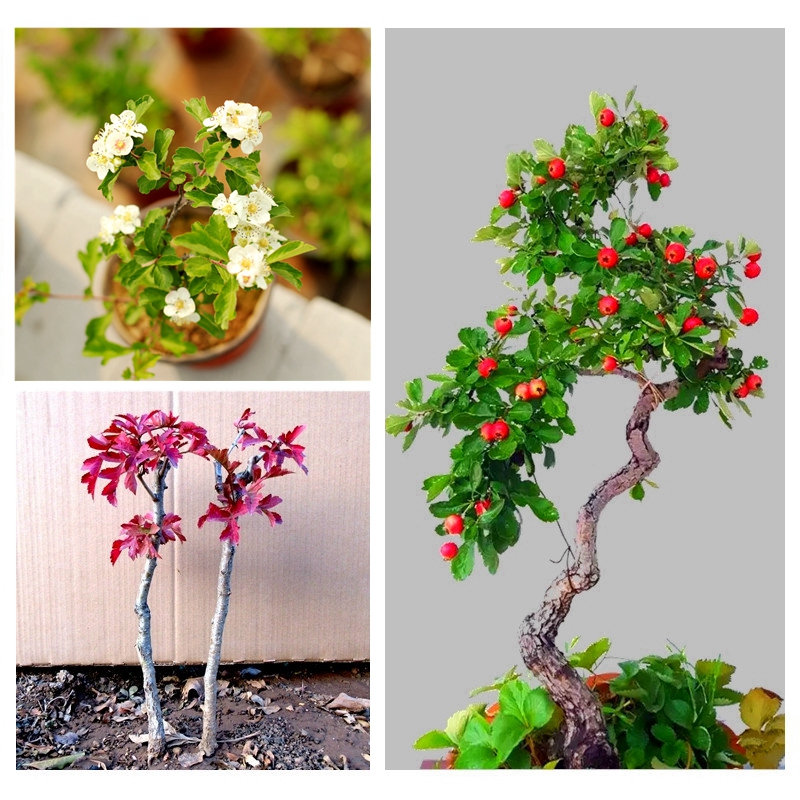 小老桩结红果山里红阳台书桌盆景