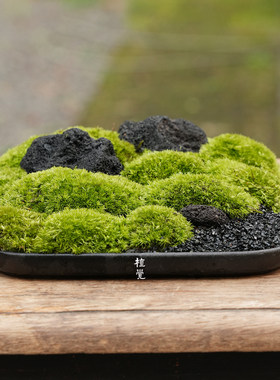 植觉墨山苔藓盆景盆栽