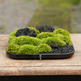 植觉先生 | 墨山 | 苔藓微景观办公室绿植盆栽花卉新颖小礼物