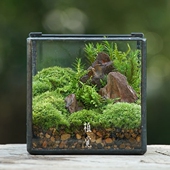苔藓微景观室内桌面绿植摆件节日礼物 顺丰发货 植觉先生 青谷