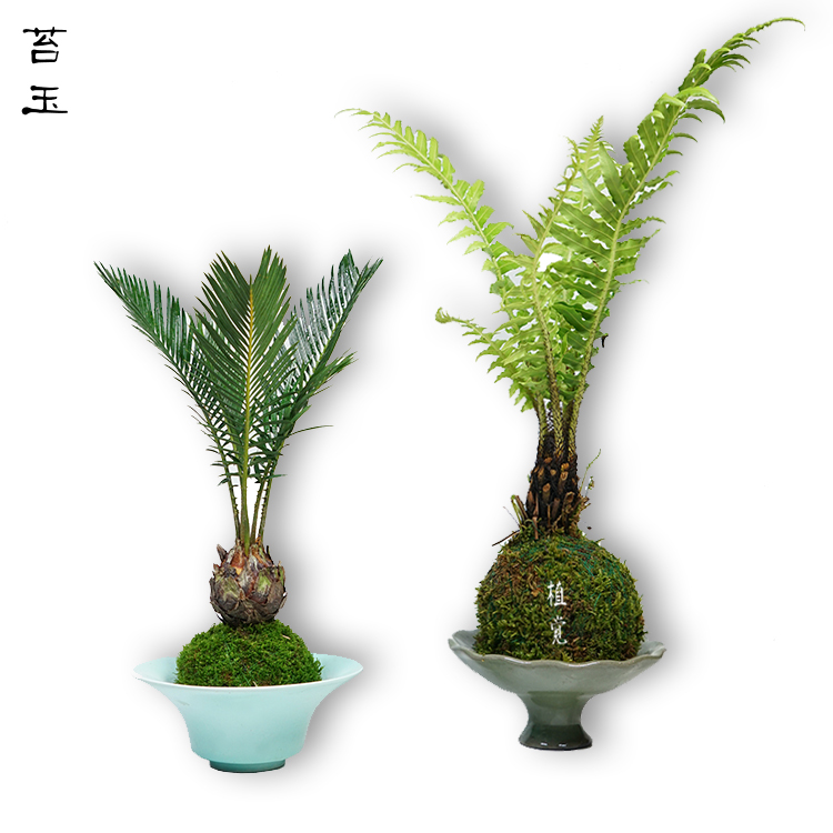 苔藓球盆景价格 苔藓球盆景图片 星期三 苔藓球盆景价格 苔藓球盆景图片 星期三