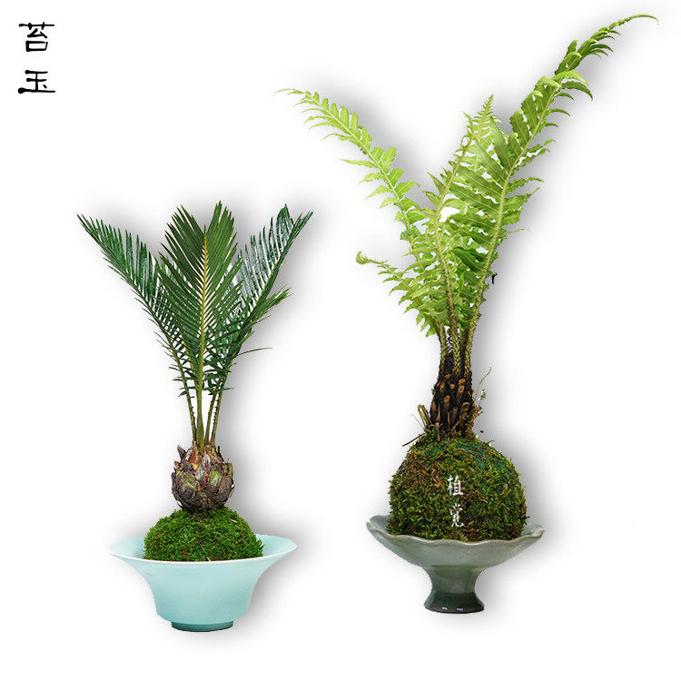 苔藓盆景日式素材模板 苔藓盆景日式图片下载 小麦优选