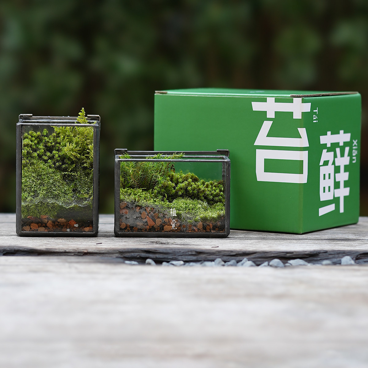植觉先生 | 苔和子 顺丰发货 | 苔藓微景观桌面绿植摆件送礼好物