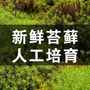 南亚白发藓diy微景观材料绿植铺面 顺丰发货 活苔藓素材 植觉