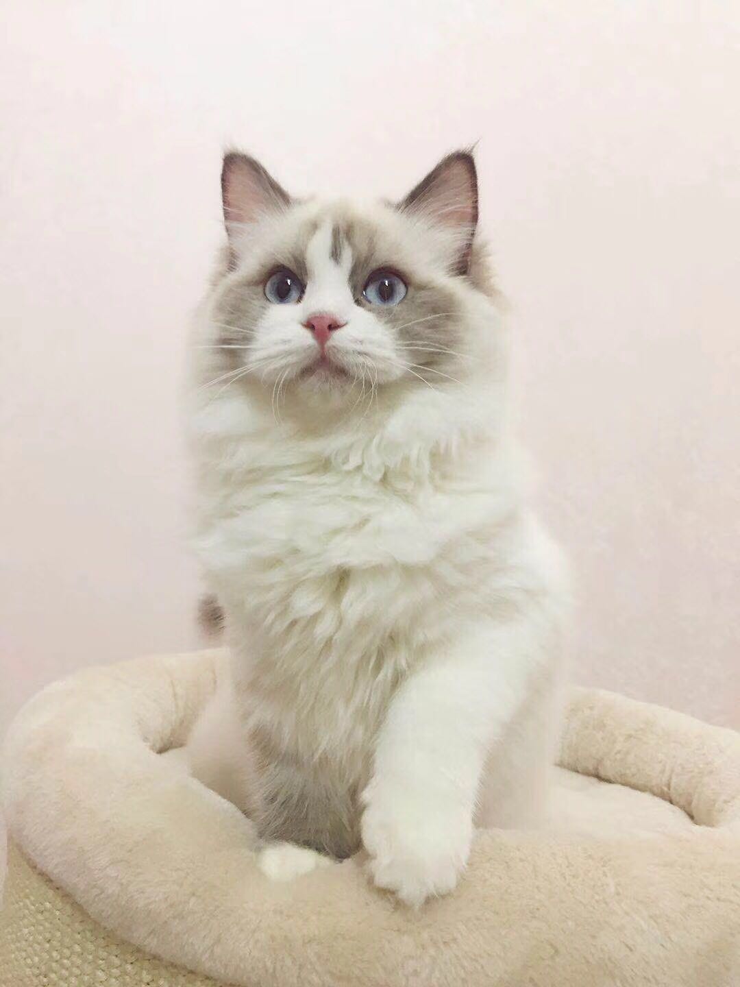 【已有新家-西安】布偶猫海豹双色母猫活体宽嘴套爆毛宠物级绝育
