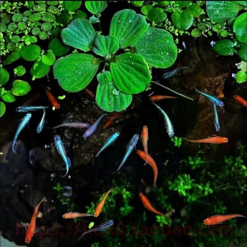 观背青鳉鱼微型小型观赏鱼迷你冷水鱼免打氧好古法鱼缸养鱼小孩养,宠物/宠物食品及用品,鱼,淘宝优惠券,粉丝福利购,淘宝优惠卷