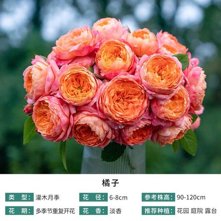 【橘子】天狼自育月季玫瑰 多季开花丰花灌木月季