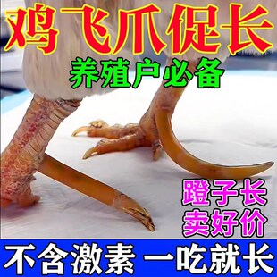 鸡红冠长飞爪鸡脚蹬子脚钉王促生长斗鸡用品红冠亮羽补钙养鸡专用