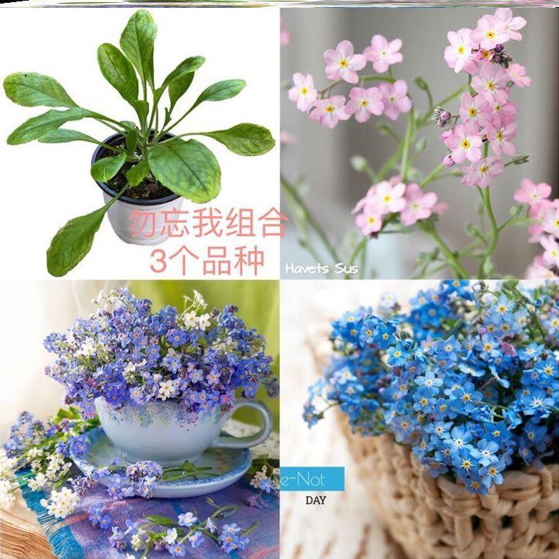 勿忘我花苗c花卉 不晒太阳好养的花窗台摆放阳台手札浪漫送礼物