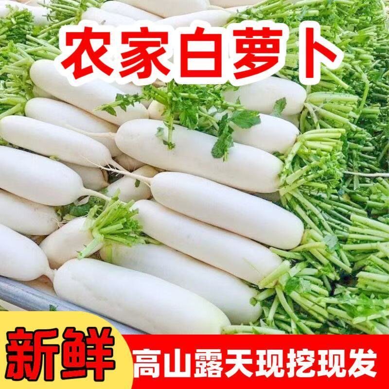 河南高山农家自种大白萝卜整箱批发萝卜新鲜现拔现发多汁白萝卜