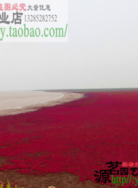黄须菜海英菜种子红色海滩涂植物翅碱蓬草种子盐地碱蓬卤蓬皇席菜