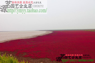 黄须菜海英菜种子红色海滩涂植物翅碱蓬草种子盐地碱蓬卤蓬皇席菜